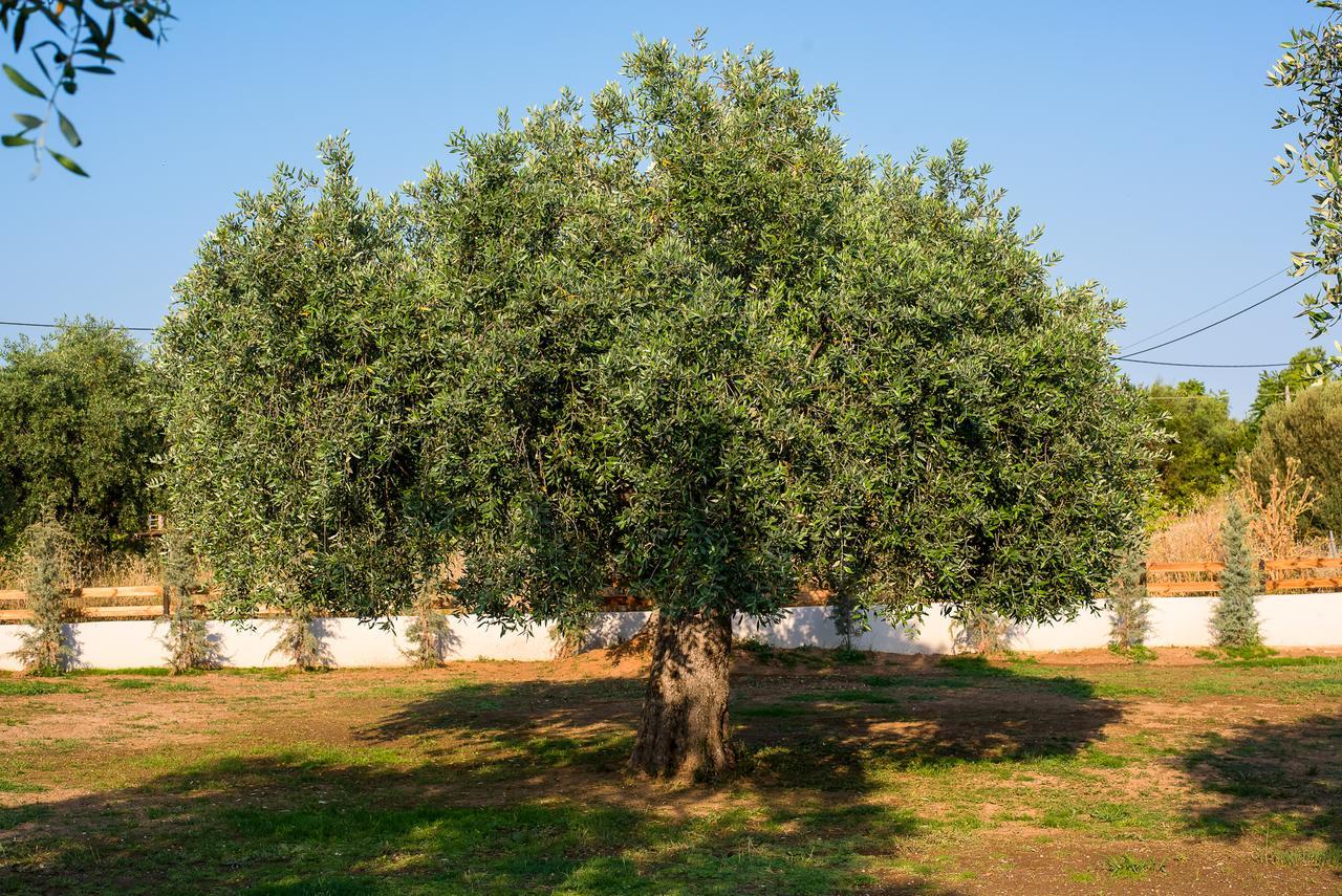 Olive Land Villas Limenaria  Exterior foto